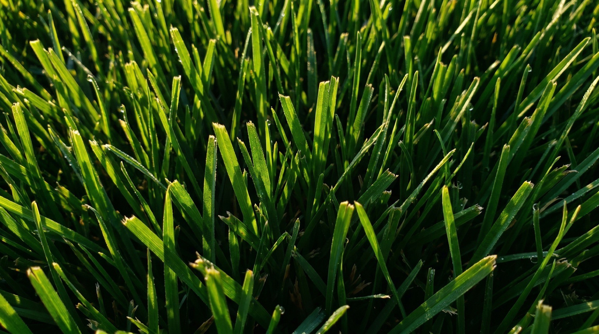 Close-up of thick green lawn blades in soft light