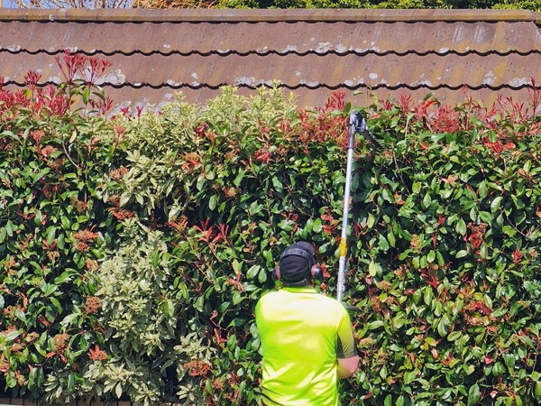 Trimming a tall photinia hedge back to a clean line