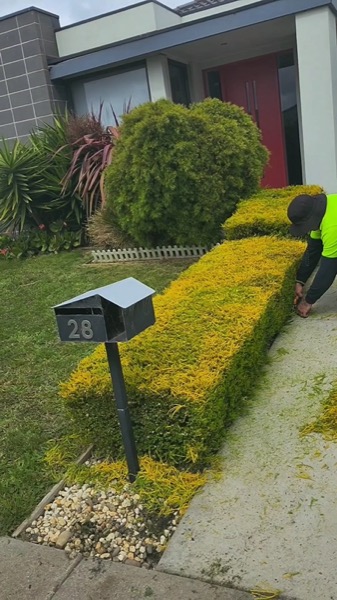 A low hedge clipped square along a front fence and letterbox