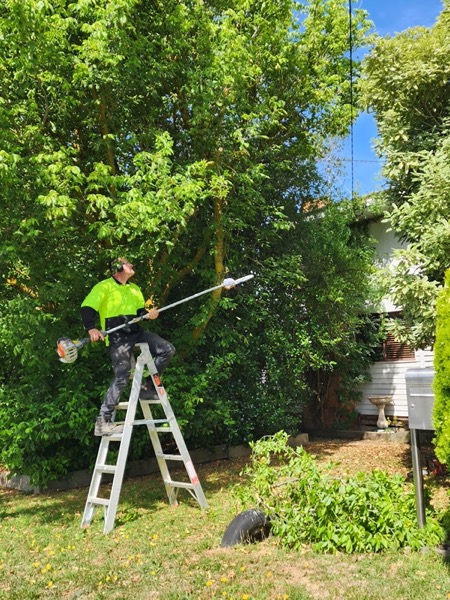 Taking limbs out of a large tree with a pole saw from a ladder