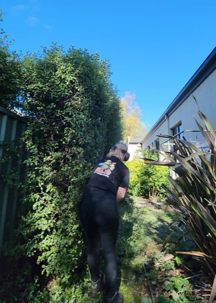 Cutting back an overgrown hedge along a boundary wall