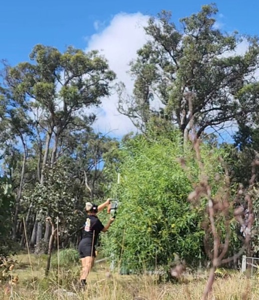 Clearing overgrown scrub on a rural block among the gums
