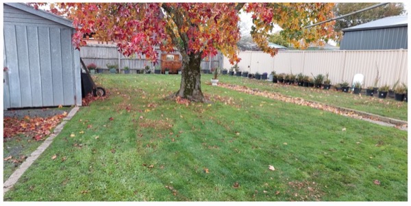 A back lawn cleared of autumn leaves under a turning tree