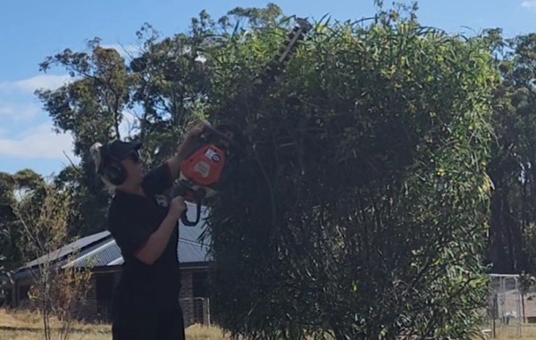 Cutting back a tall overgrown hedge on a rural block near Ballarat