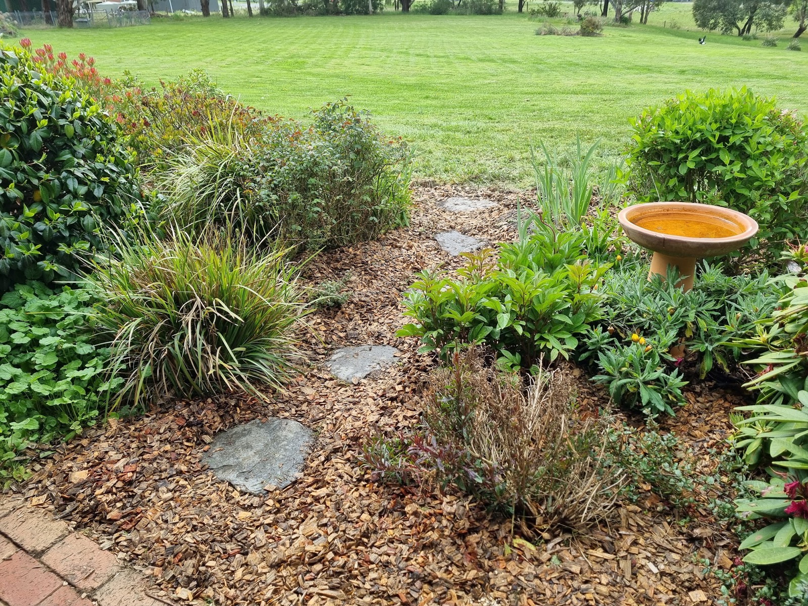 A mulched garden bed planted out beside a lawn