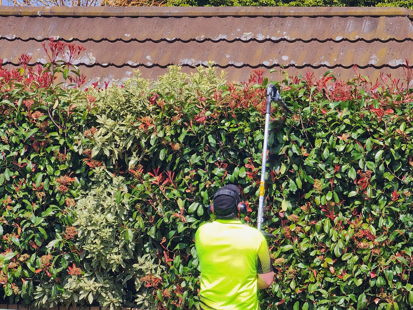 A tall photinia hedge being trimmed back with a pole hedger