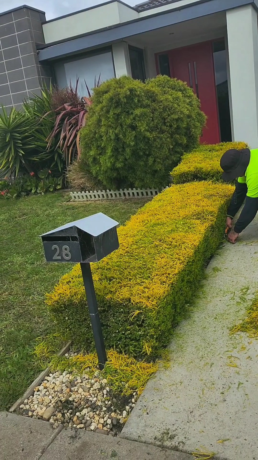 A low golden hedge clipped to a crisp line beside a driveway