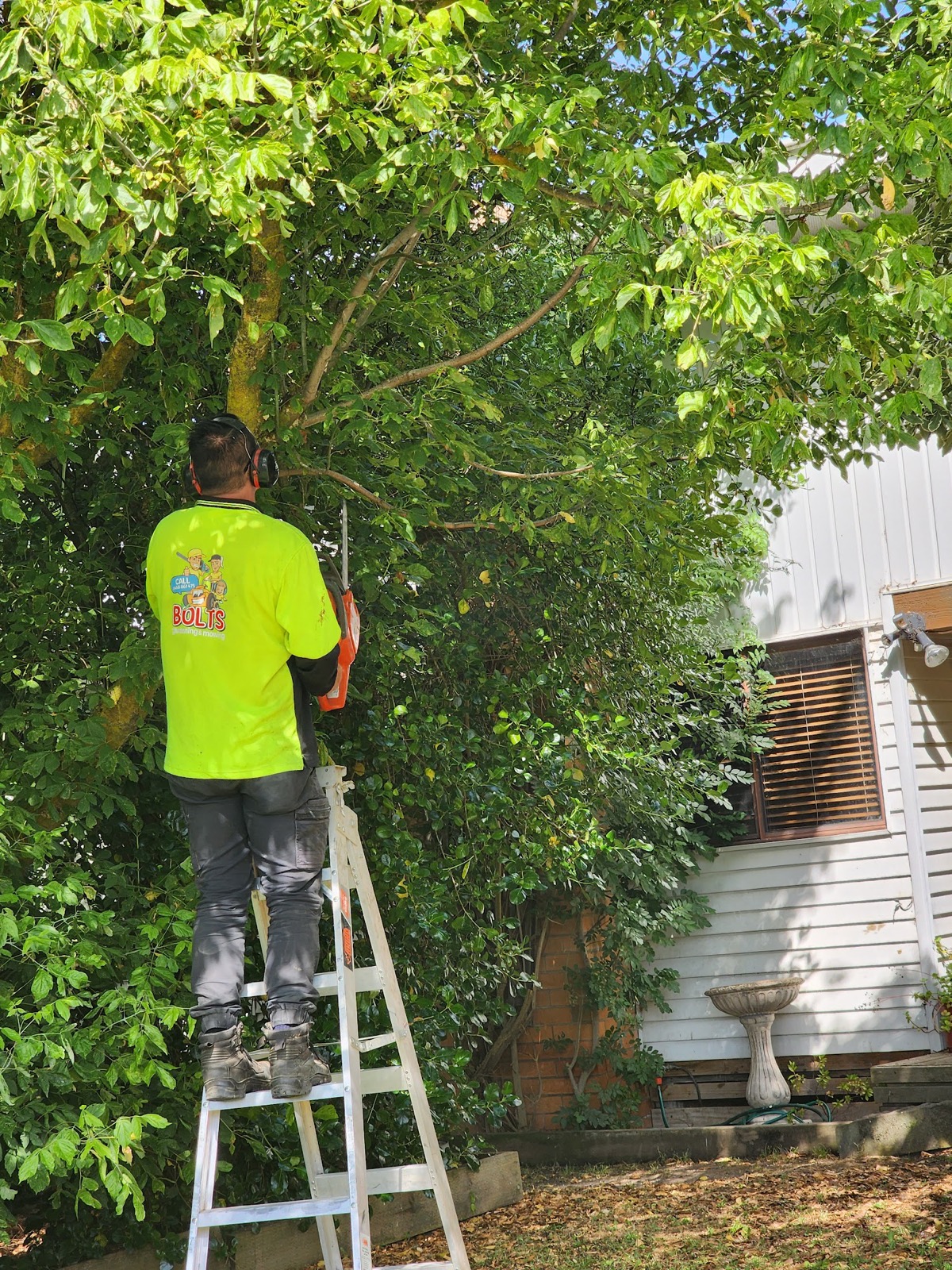 Cutting back an overgrown tree beside a weatherboard house in Ballarat