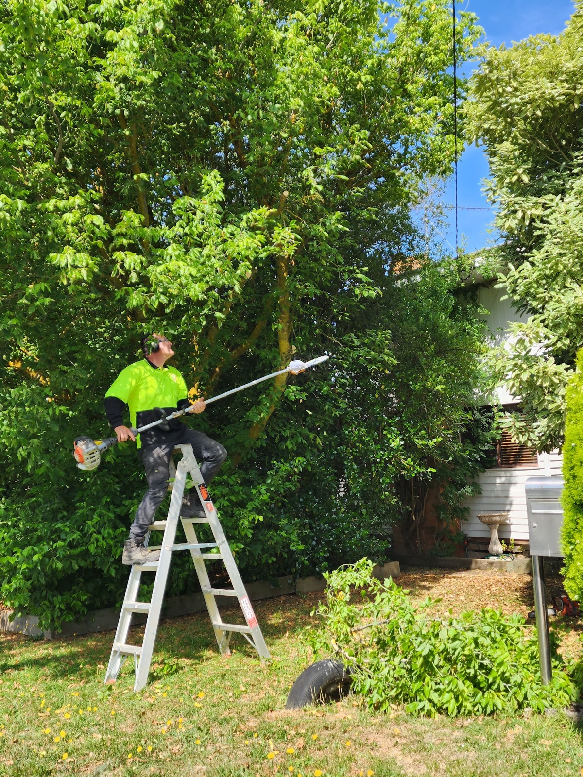 Taking limbs out of a large tree with a pole saw from a ladder