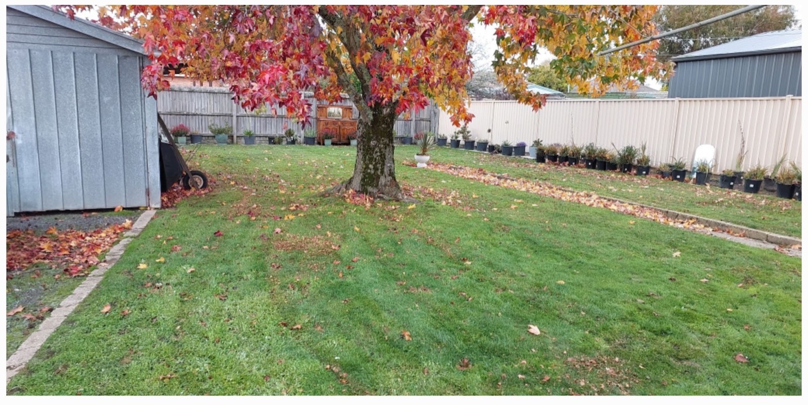 A back lawn cleared of autumn leaves under a turning autumn tree